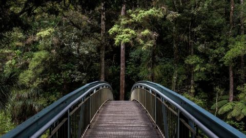 Comment les marques peuvent-elles trouver leur raison d’être ?  Un pont et une forêt