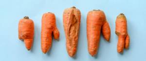 Des carottes abimées