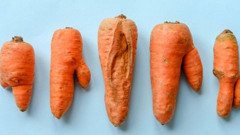 Des carottes abimées