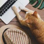 Un chat pianote le clavier d'un macbook