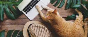 Un chat pianote le clavier d'un macbook