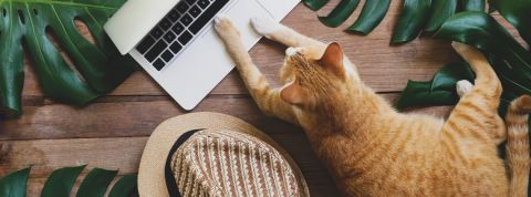 Le bureau de demain vous veut-il du bien ? Un chat pianote le clavier d'un macbook
