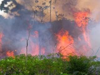 Les feux en Amazonie font cartonner Ecosia, l'alternative écolo à Google