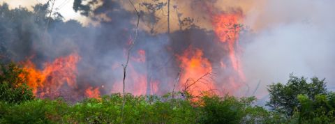 Les feux en Amazonie profitent tristement à Ecosia Incendie dans la forêt au Brésil.