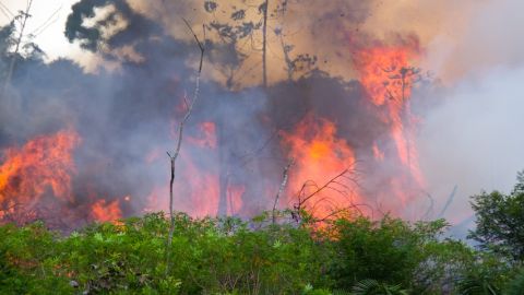 Incendie dans la forêt au Brésil.