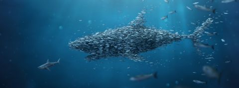 Pour combattre les prédateurs publicitaire, les régies les immitent un banc de poisson se rassemble sous la forme d'un requin géant.