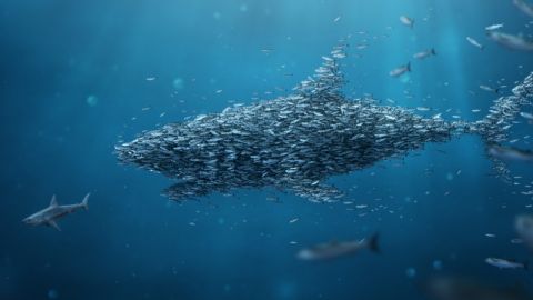 Pour combattre les prédateurs publicitaire, les régies les immitent un banc de poisson se rassemble sous la forme d'un requin géant.