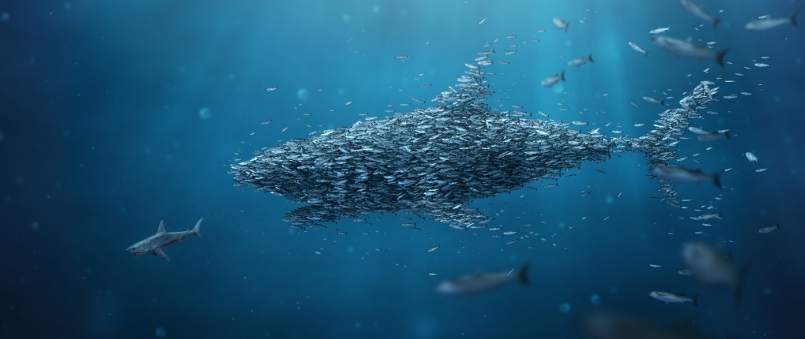 Pour combattre les prédateurs publicitaire, les régies les immitent un banc de poisson se rassemble sous la forme d'un requin géant.
