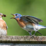 Deux oiseaux qui se battent