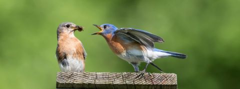 Twitter, la cours de récréation des journalistes ? Deux oiseaux qui se battent