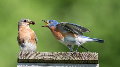 Deux oiseaux qui se battent