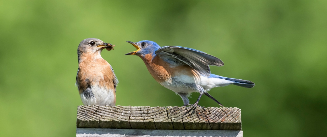 Twitter, la cours de récréation des journalistes ? Deux oiseaux qui se battent