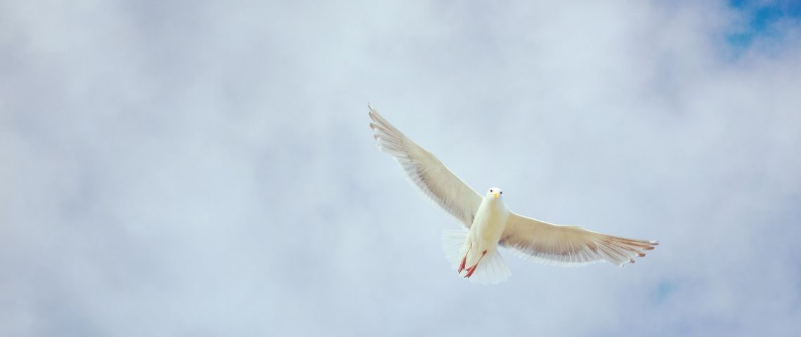 Dove adopte des bouteilles 100% de plastique recyclé Visuel d'une colombe