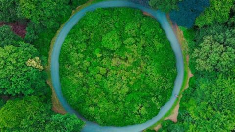 Prise de vue du ciel d'une forêt