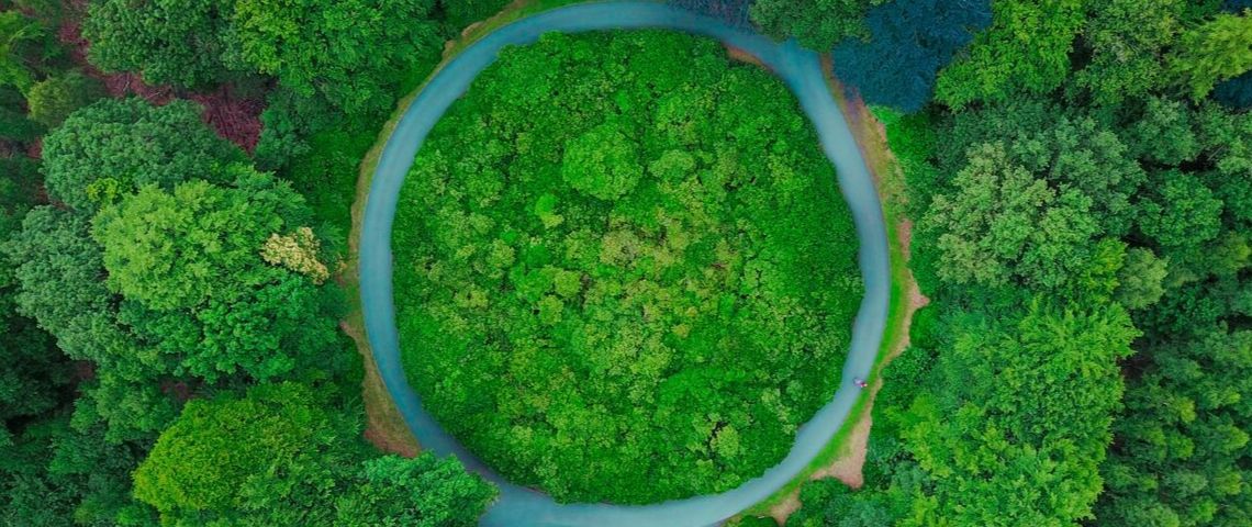 Toutes les raisons de devenir une entreprise à mission se valent-elles ? Prise de vue du ciel d'une forêt