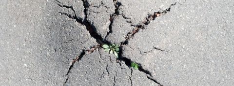 Herbe dans bitume Herbe dans bitume