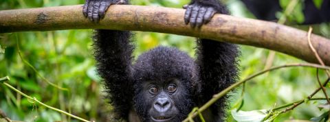 S'inspirer de la nature et lui renvoyer l'ascenseur, le nouveau mantra du biomimétisme Gorille dans la forêt