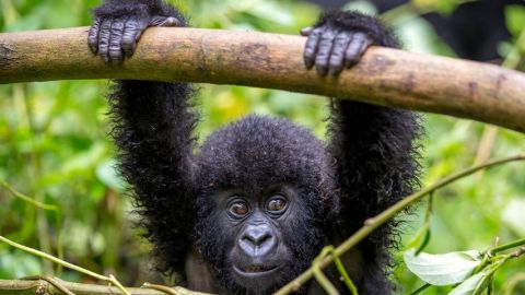 Gorille dans la forêt