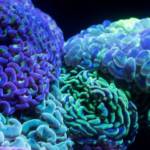 Des cerveaux colorés en bleu