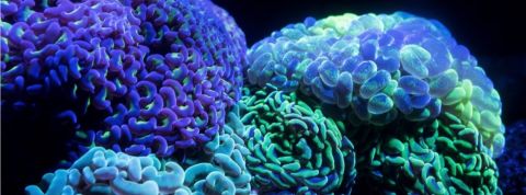 Nouvelle tendance : le jeune de dopamine Des cerveaux colorés en bleu