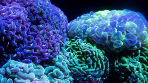 Des cerveaux colorés en bleu