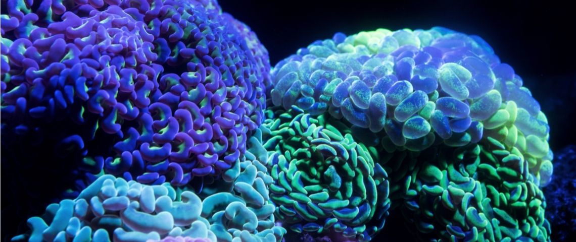 Nouvelle tendance : le jeune de dopamine Des cerveaux colorés en bleu