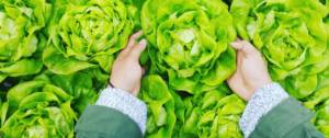 Des mains qui attrapent des laitues
