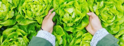 14 villes s'engagent pour une réduction de la consommation de viande Des mains qui attrapent des laitues