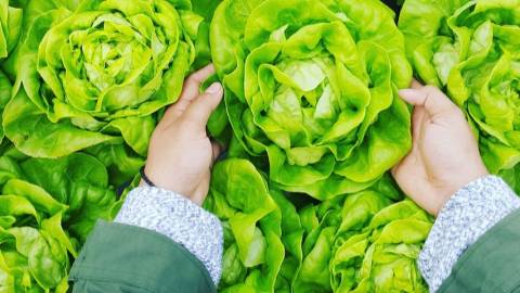 Des mains qui attrapent des laitues