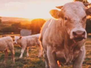 Agribashing : déteste-t-on vraiment les agriculteurs ?