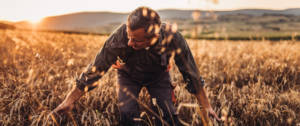 Un paysant dans un champ de blé
