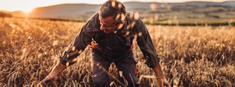 L'agribashing : fable ou réalité ?  Un paysant dans un champ de blé