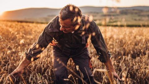 Un paysant dans un champ de blé