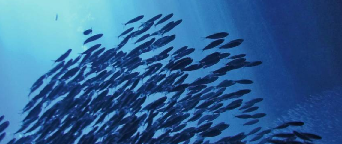 Les Gos Mots signe la dernière campagne de Pavillon France Visuel d'un banc de poissons