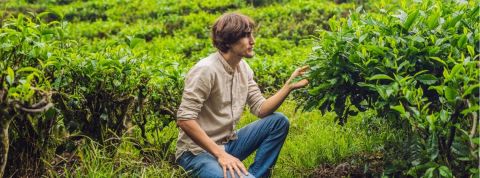 Qui sont les néotransitionneurs ? Un homme dans un champs de thé