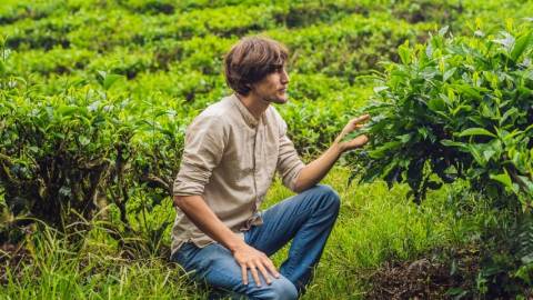 Un homme dans un champs de thé