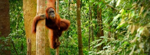 Pas d'abandon de l'huile de palme en France avant 2026 Un orang outan dans la forêt