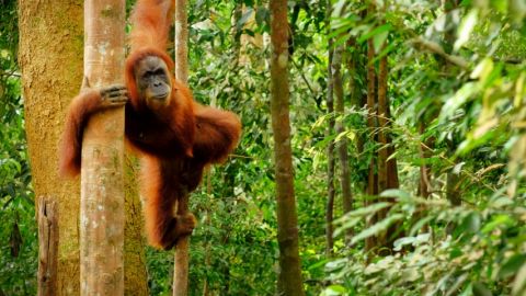 Pas d'abandon de l'huile de palme en France avant 2026 Un orang outan dans la forêt