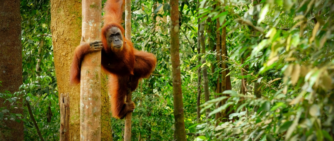Pas d'abandon de l'huile de palme en France avant 2026 Un orang outan dans la forêt