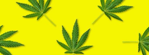 Les grandes dates de 2019 : le cannabis a 500 ans papier peint cannabis