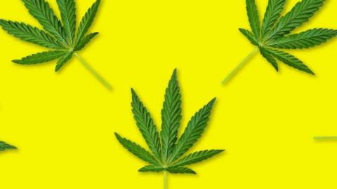 papier peint cannabis