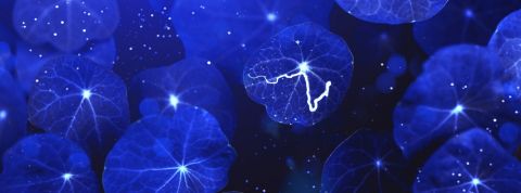 La RSE et la cybersécurité ont des enjeux communs des feuilles bleues parcourues de tâches de lumière