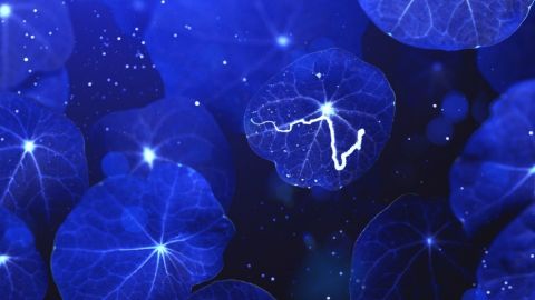 des feuilles bleues parcourues de tâches de lumière