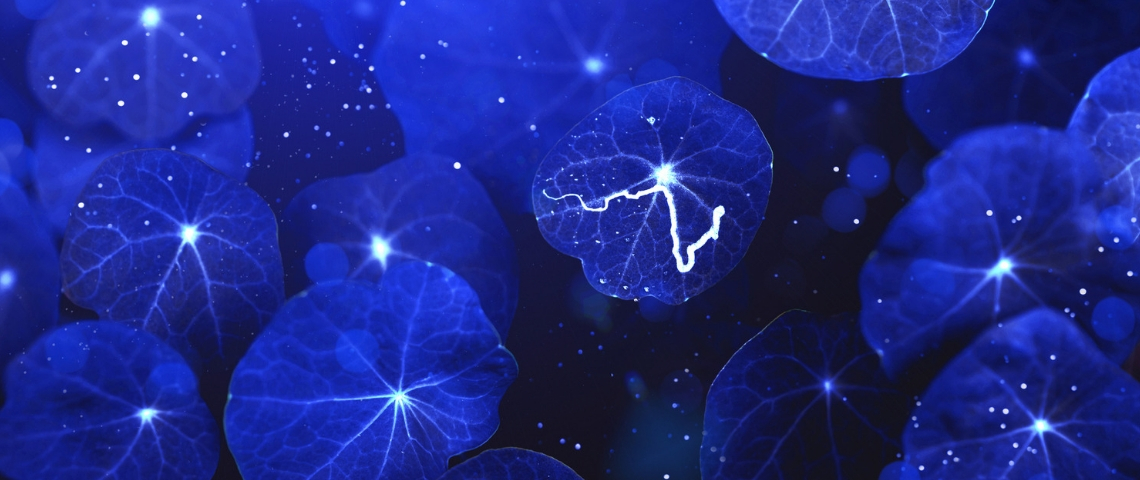 La RSE et la cybersécurité ont des enjeux communs des feuilles bleues parcourues de tâches de lumière