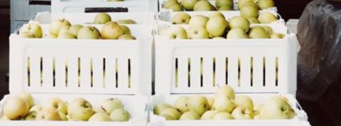 Trois solutions pour passer (vraiment) à l’économie circulaire pommes vertes dans bacs blancs recyclables