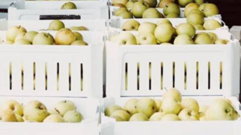 pommes vertes dans bacs blancs recyclables