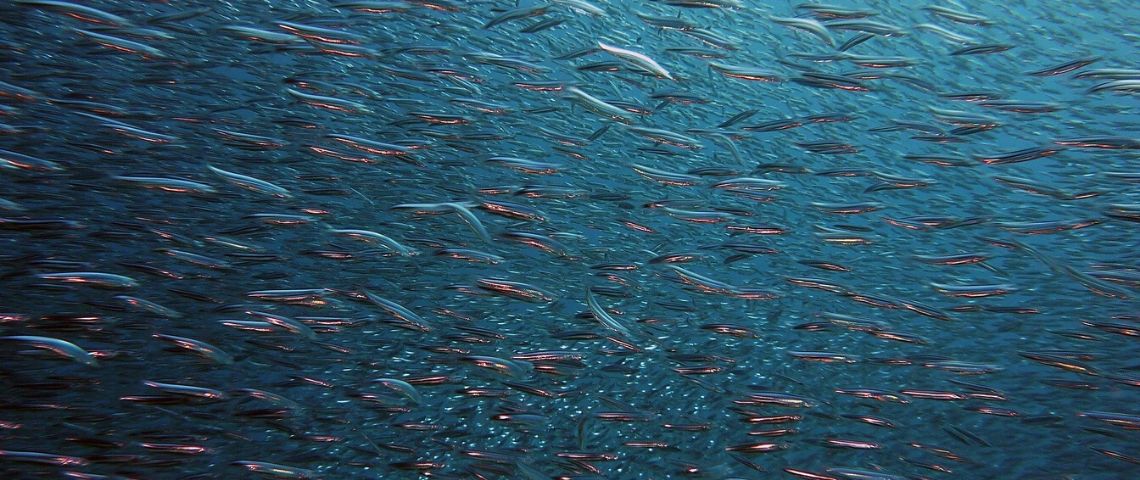 La première campagne, sur un ton décalé de Gimbert Océan est signée par l'agence Big Success Poissons