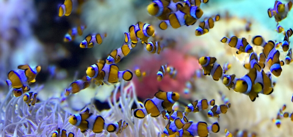 Entreprises : votre organisation n’a aucun sens Un ban de poissons némos