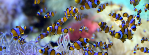 Entreprises : votre organisation n’a aucun sens Un ban de poissons némos