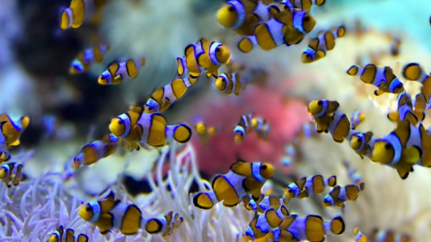 Entreprises : votre organisation n’a aucun sens Un ban de poissons némos